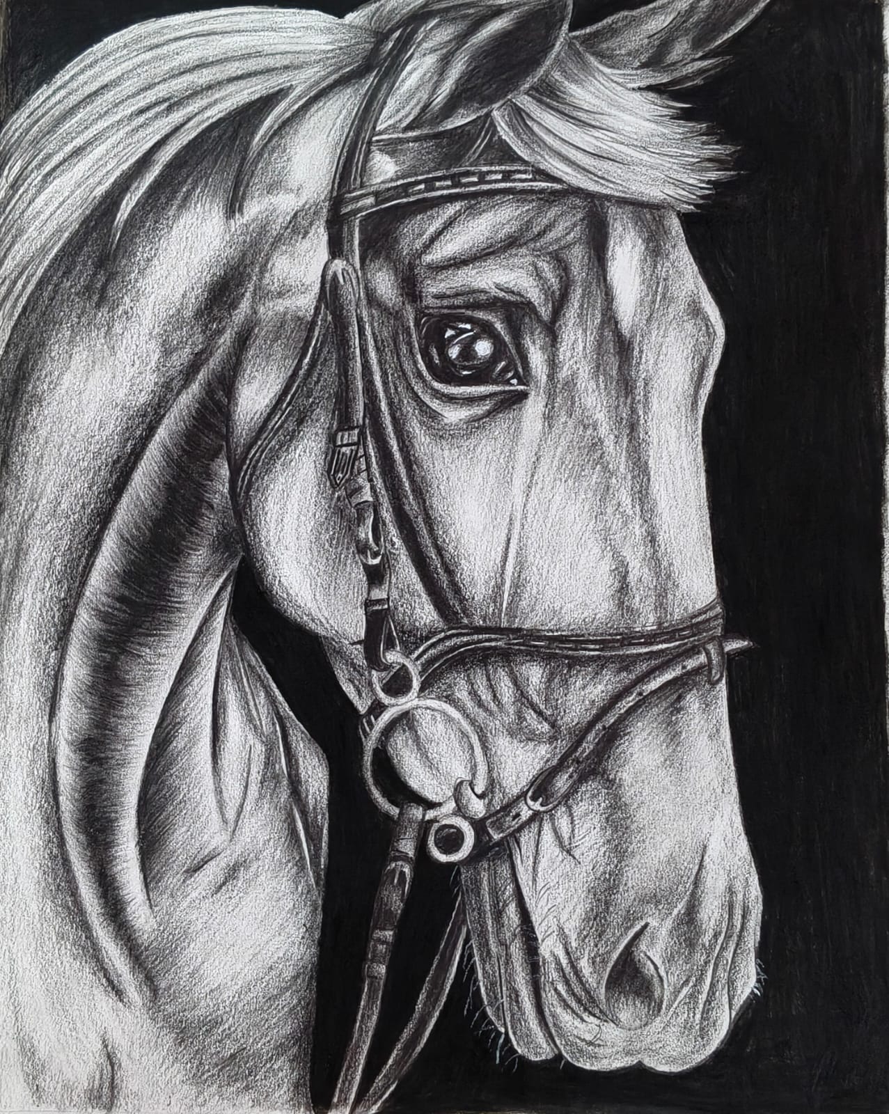 Graphite horse portrait