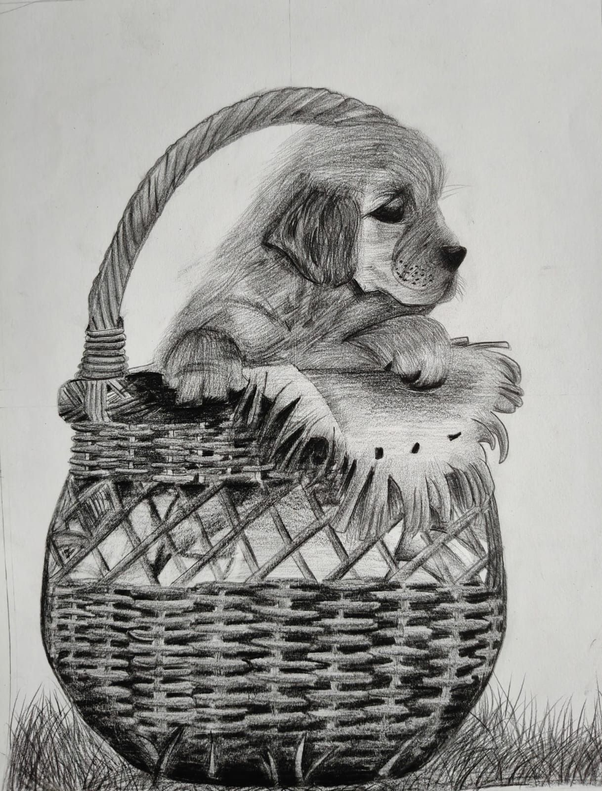 Graphite puppy portrait