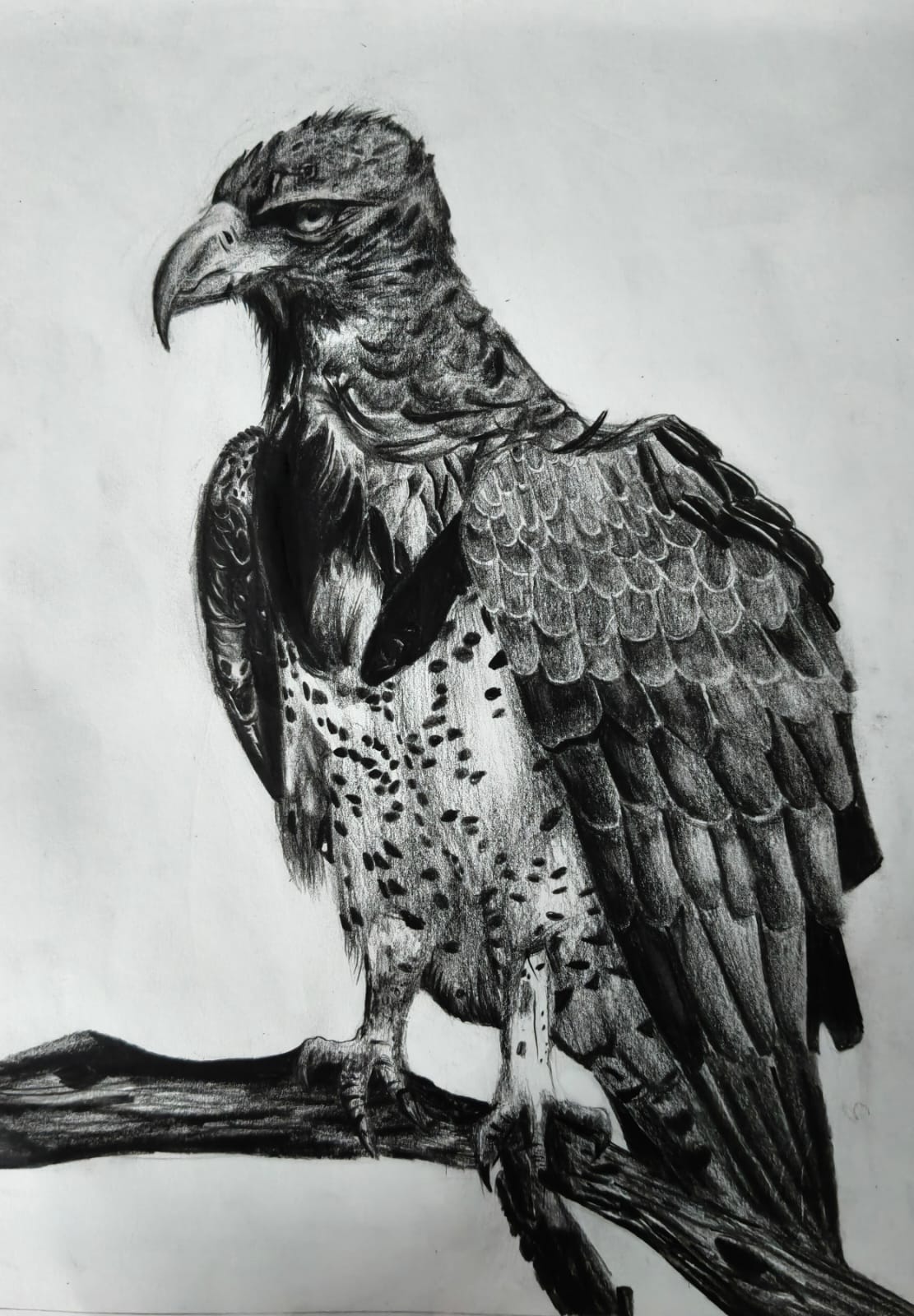 Graphite eagle portrait