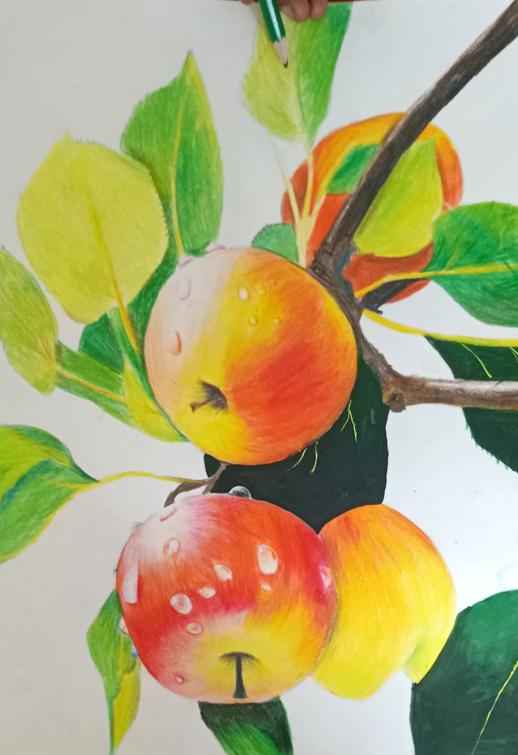 Colour pencil apple still life