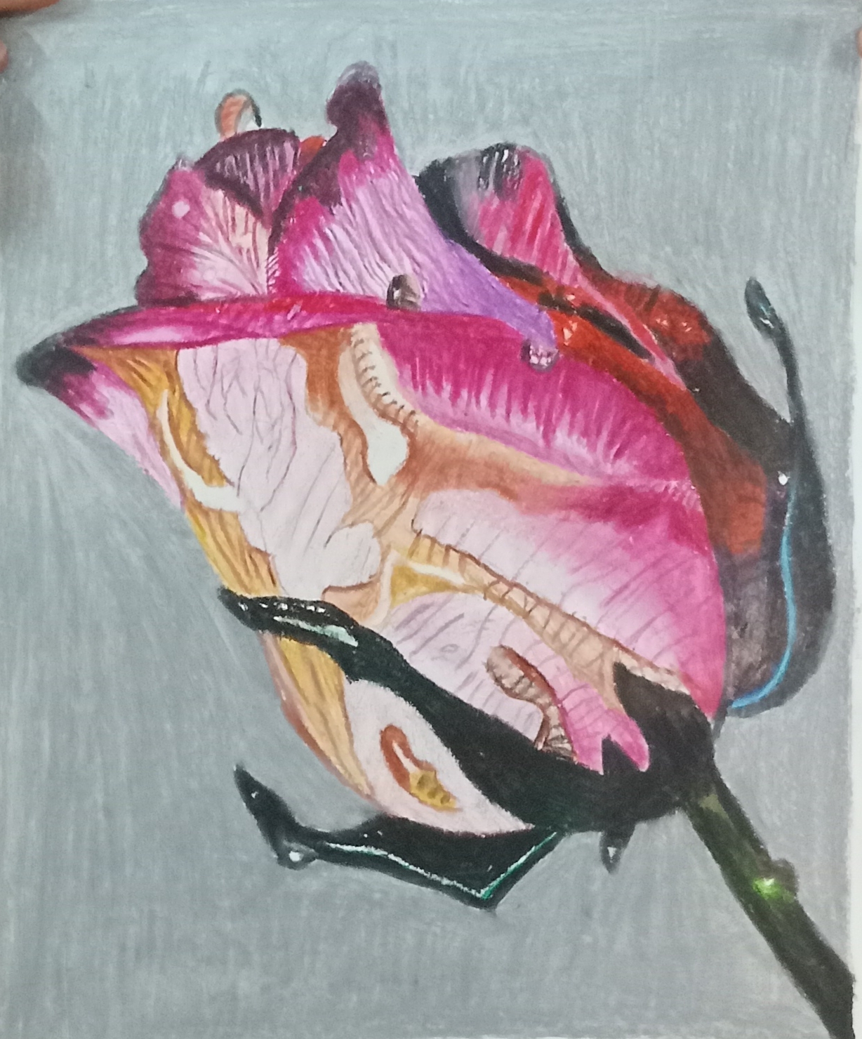 Colour pencil botanical piece