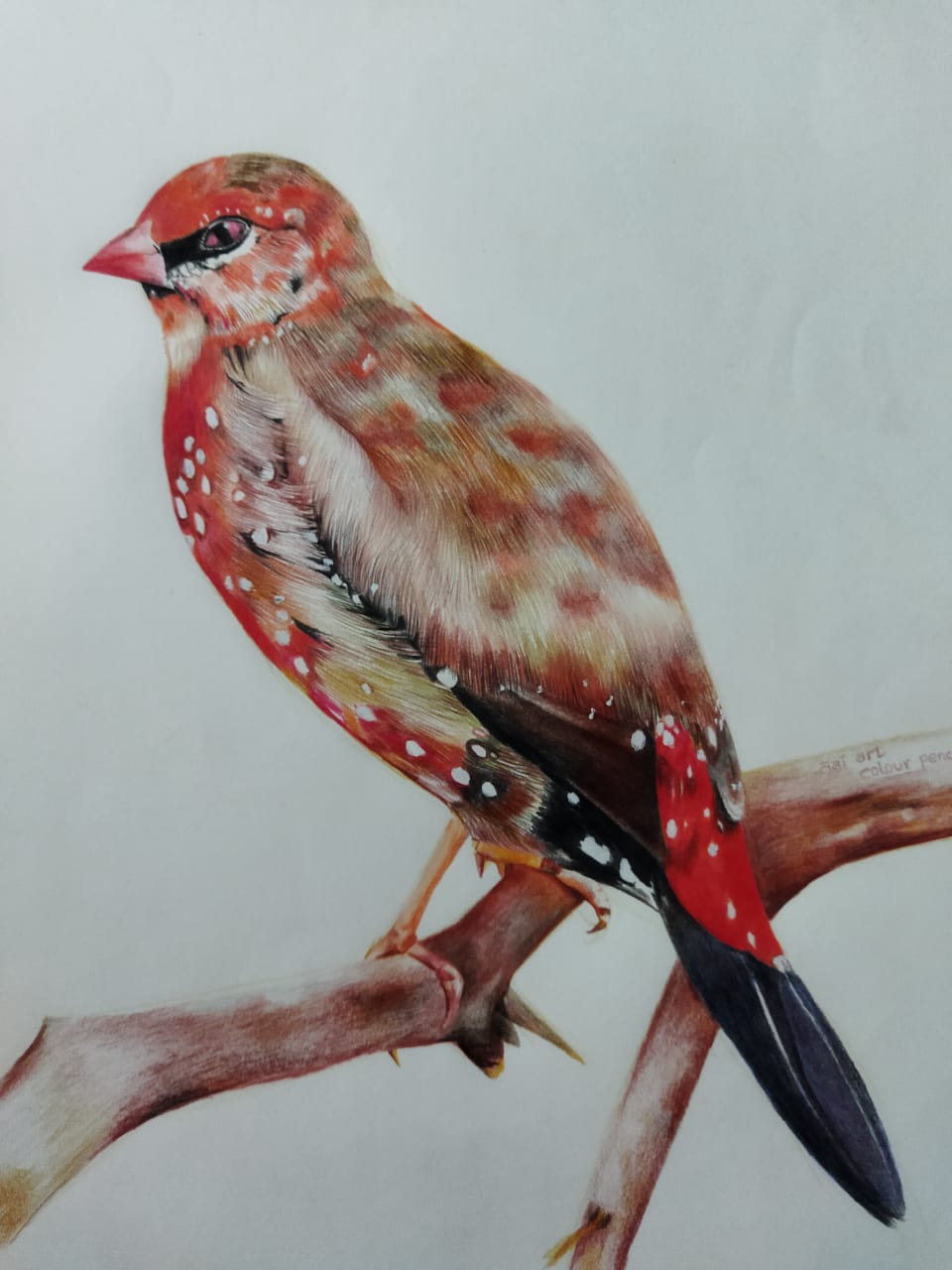 Colour pencil bird portrait