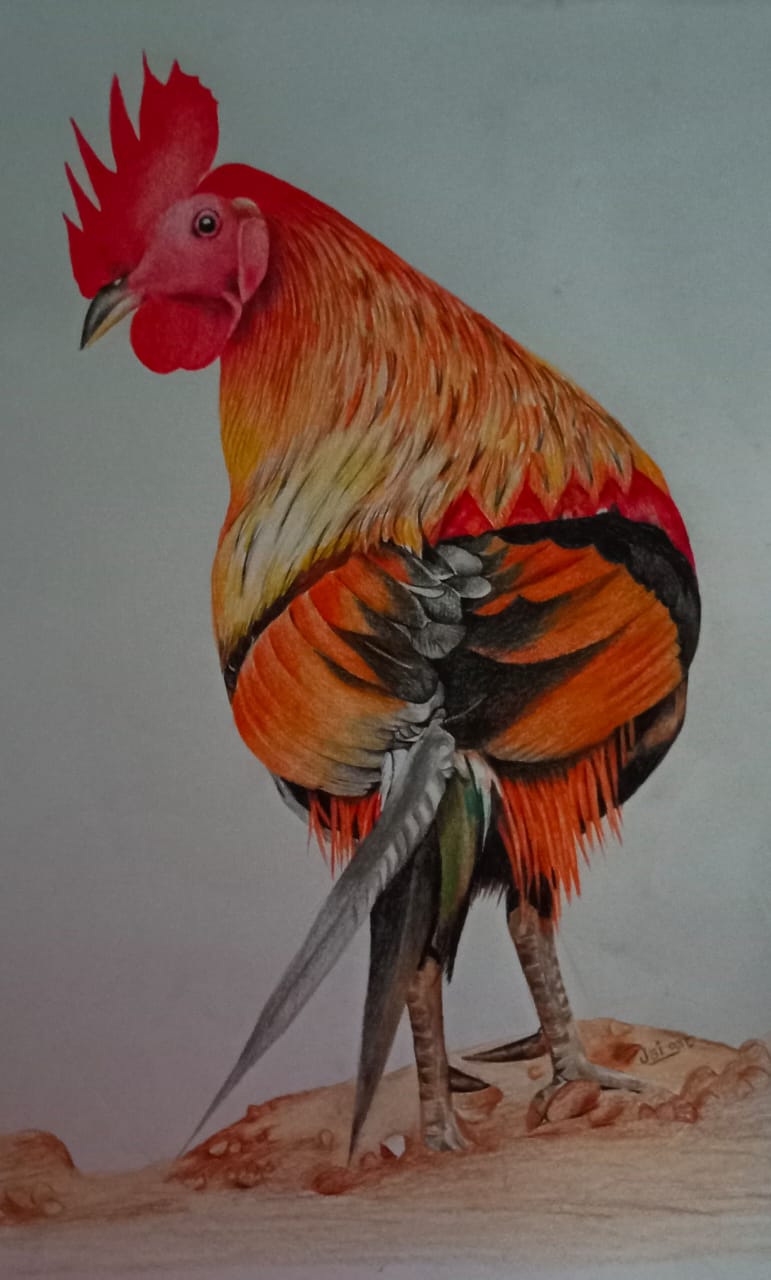 Colour pencil wildlife portrait