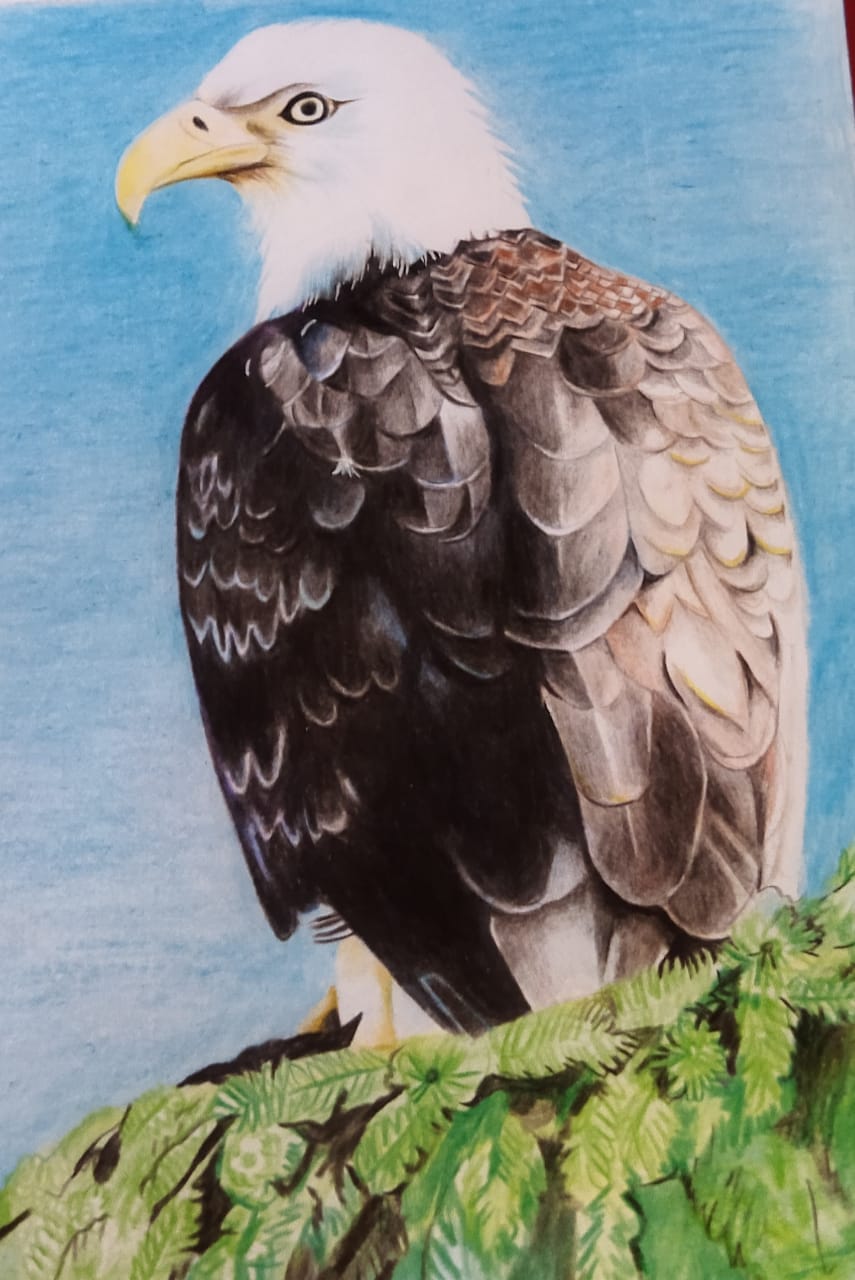 Colour pencil wildlife portrait